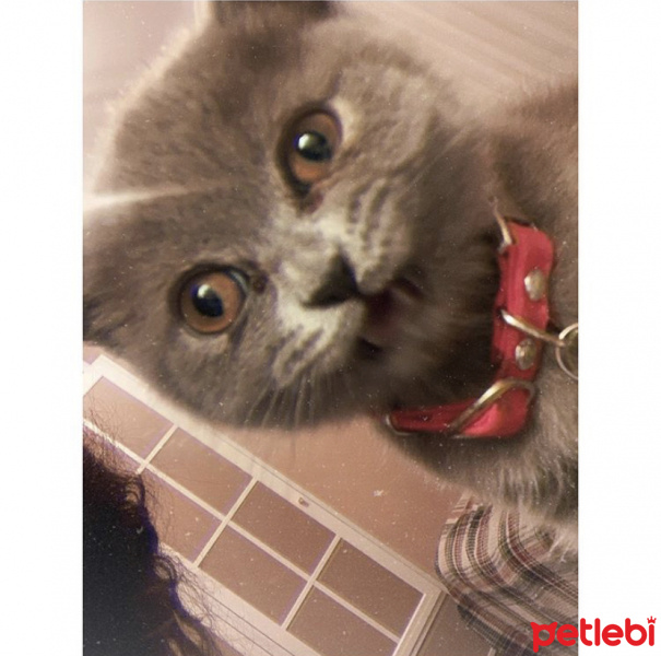 British Shorthair, Kedi  Freya fotoğrafı