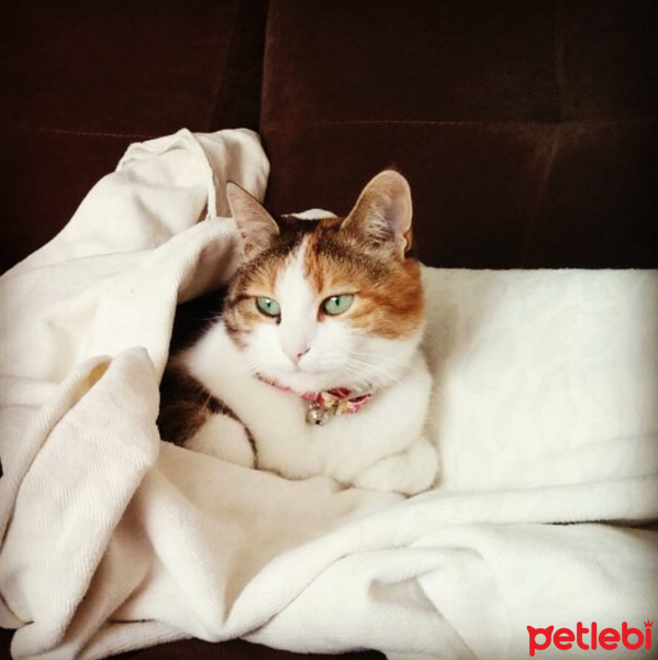 Tekir Kedi, Kedi  Bİnom fotoğrafı