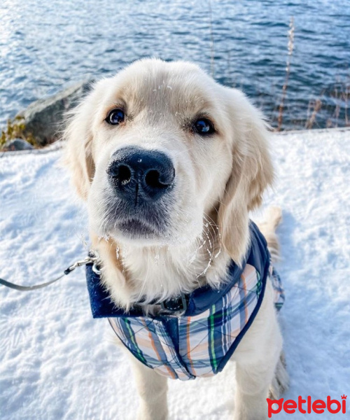 Golden Retriever, Köpek  Khalishya fotoğrafı