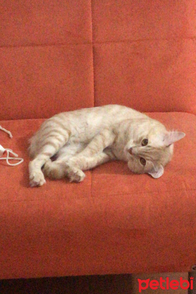 Soke, Kedi  Osman fotoğrafı