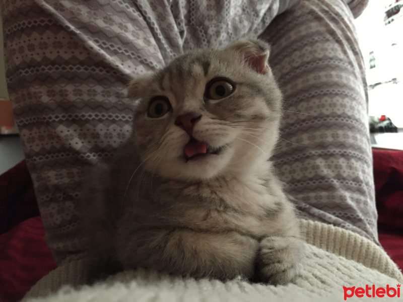 Scottish Fold, Kedi  pafi fotoğrafı