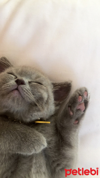 British Shorthair, Kedi  Ay fotoğrafı