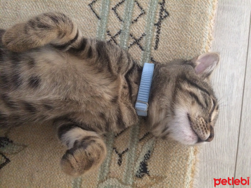 Tekir Kedi, Kedi  Şiva fotoğrafı