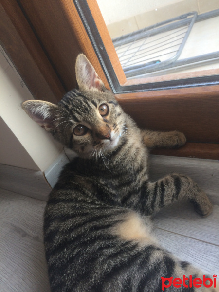 Tekir Kedi, Kedi  Şiva fotoğrafı