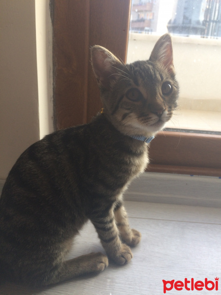 Tekir Kedi, Kedi  Şiva fotoğrafı