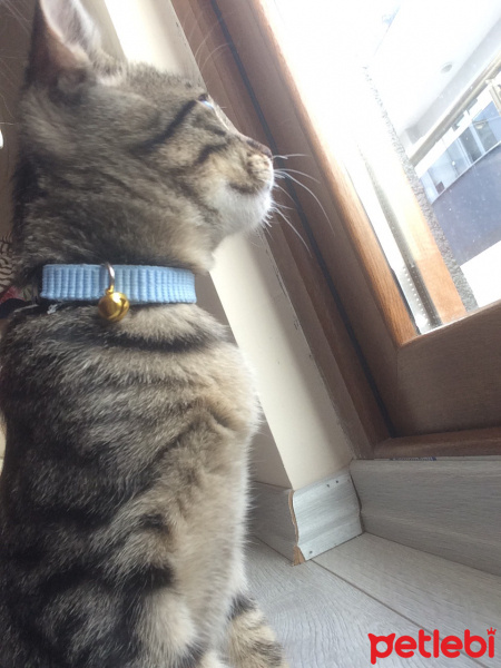 Tekir Kedi, Kedi  Şiva fotoğrafı