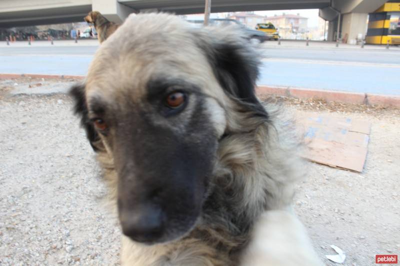 Sokö (Sokak Köpeği), Köpek  Karabaş fotoğrafı