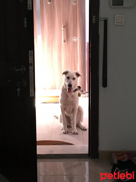 Akbaş, Köpek  Lucky fotoğrafı