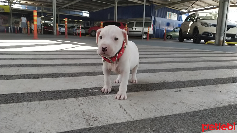 Dogo Arjantin, Köpek  BAİLEYS fotoğrafı