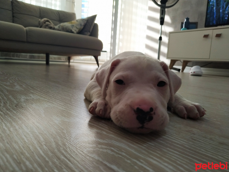 Dogo Arjantin, Köpek  BAİLEYS fotoğrafı