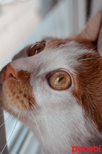 Sarman, Kedi  Leo fotoğrafı