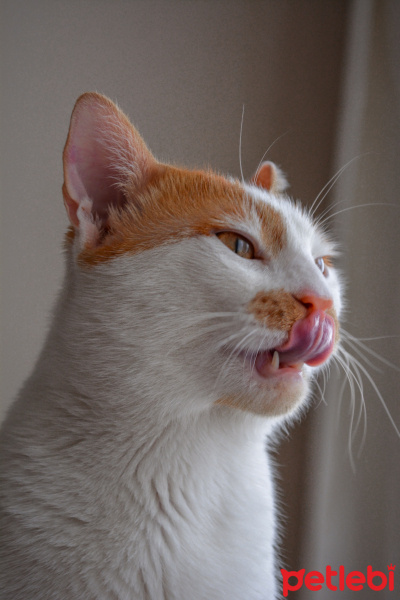 Sarman, Kedi  Leo fotoğrafı