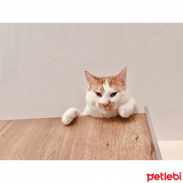 Sarman, Kedi  Leo fotoğrafı