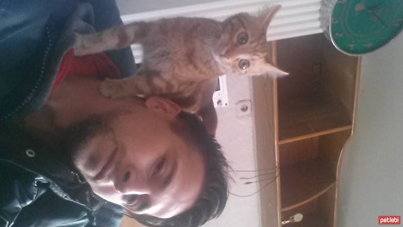 Abyssinian, Kedi  Leo fotoğrafı