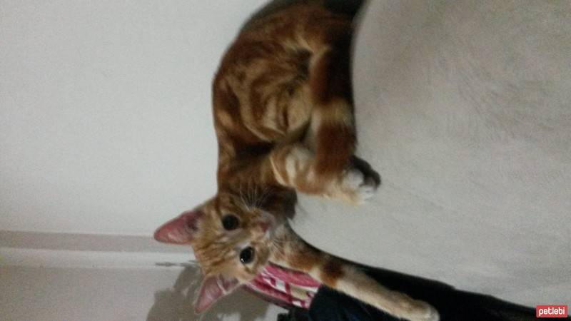 Abyssinian, Kedi  Leo fotoğrafı