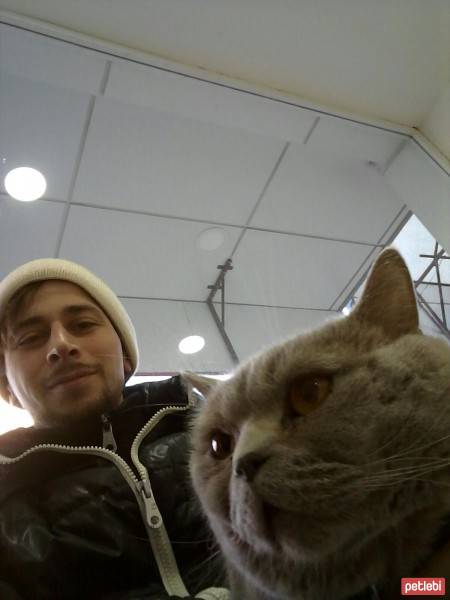 Abyssinian, Kedi  Leo fotoğrafı