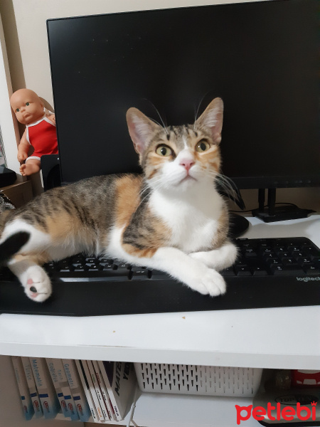 Tekir Kedi, Kedi  Şanslı fotoğrafı