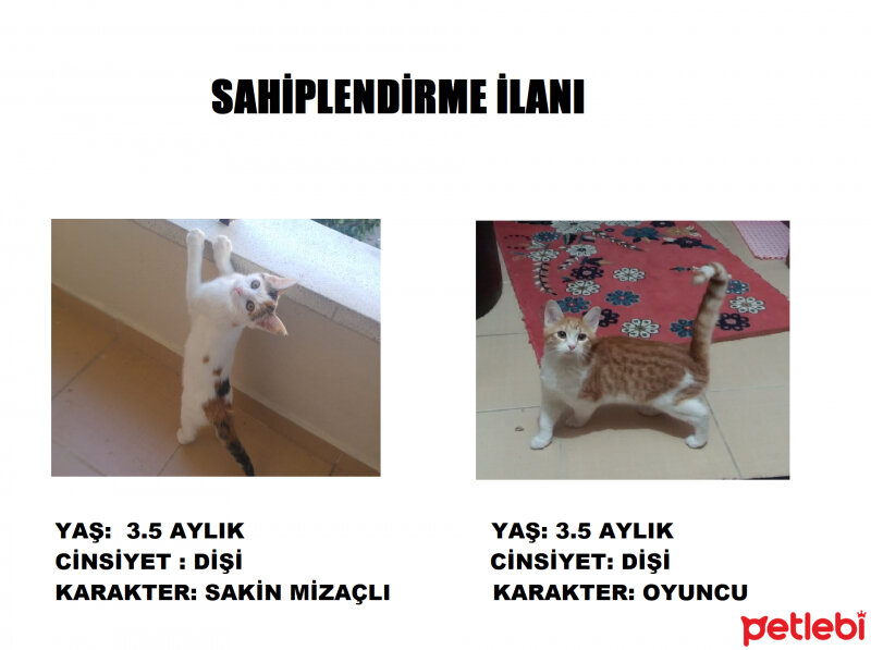 Sarman, Kedi  boncuk ve anonim fotoğrafı