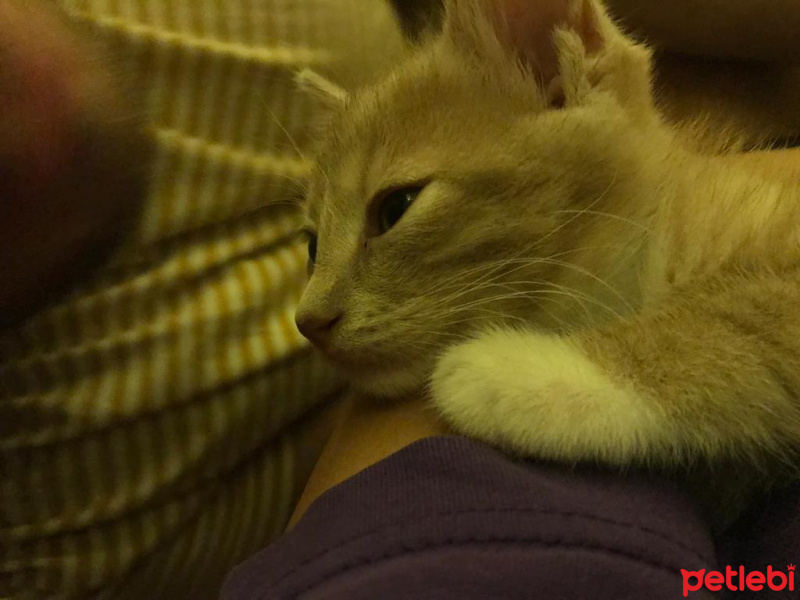 Tekir Kedi, Kedi  Dali fotoğrafı