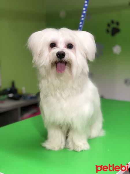 Maltese, Köpek  Molly fotoğrafı