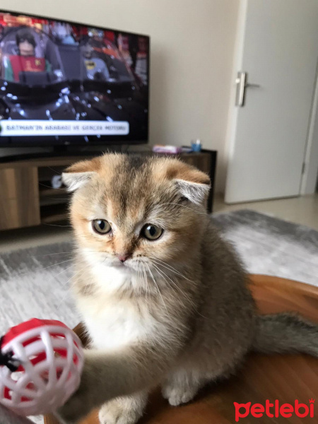 Scottish Fold, Kedi  Sisi fotoğrafı
