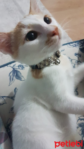 Tekir Kedi, Kedi  Balkaymak fotoğrafı