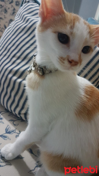 Tekir Kedi, Kedi  Balkaymak fotoğrafı