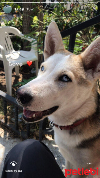 Sibirya Kurdu (Husky), Köpek  lucy fotoğrafı