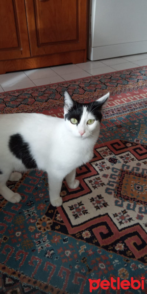 Bombay, Kedi  Aykız fotoğrafı