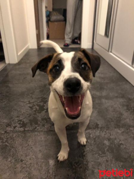 Jack Russell Terrier, Köpek  Mika fotoğrafı