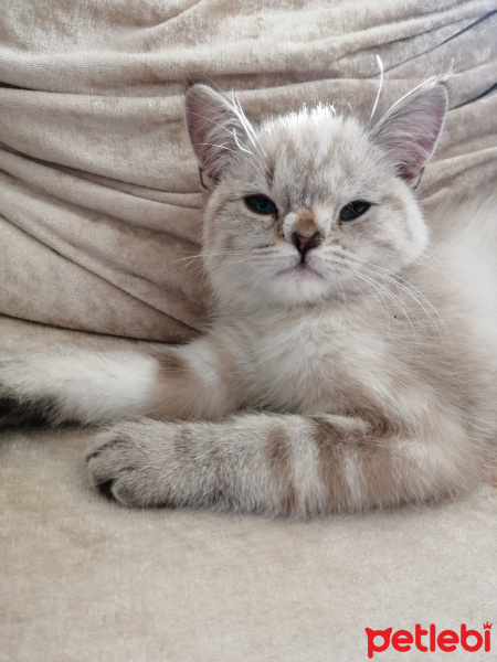 British Shorthair, Kedi  oscar fotoğrafı