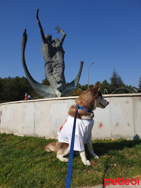 Sibirya Kurdu (Husky), Köpek  Ares fotoğrafı