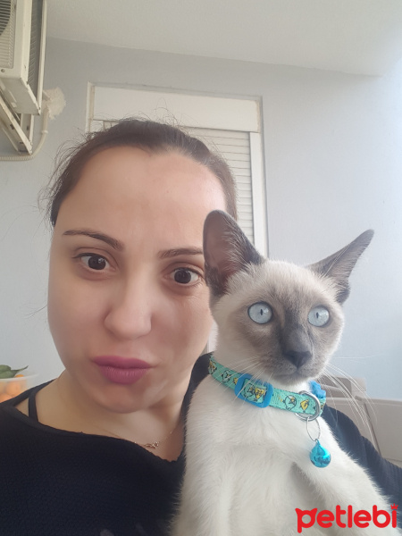 Siyam Kedisi, Kedi  Duman fotoğrafı