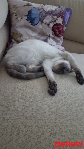 Siyam Kedisi, Kedi  Duman fotoğrafı