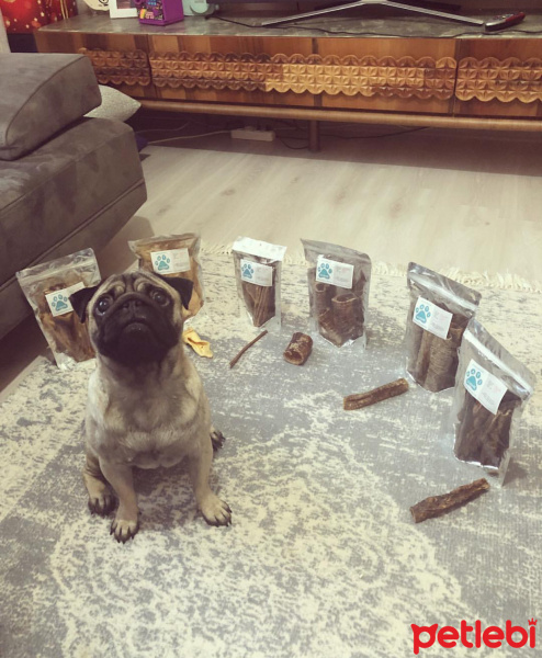 Pug, Köpek  Bobo fotoğrafı