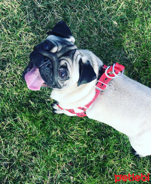 Pug, Köpek  Bobo fotoğrafı