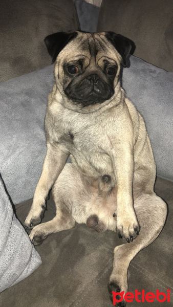 Pug, Köpek  Bobo fotoğrafı