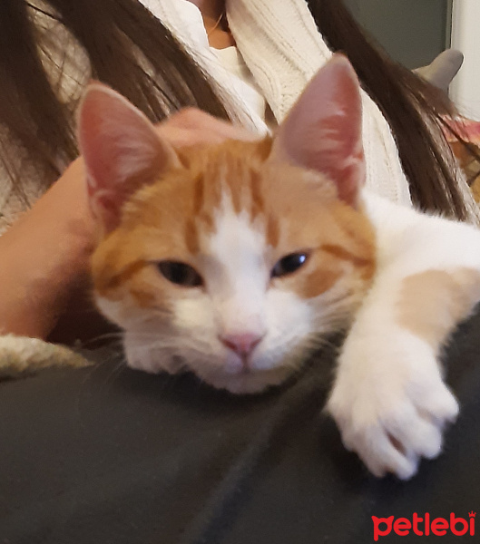 Sarman, Kedi  Tarçın fotoğrafı