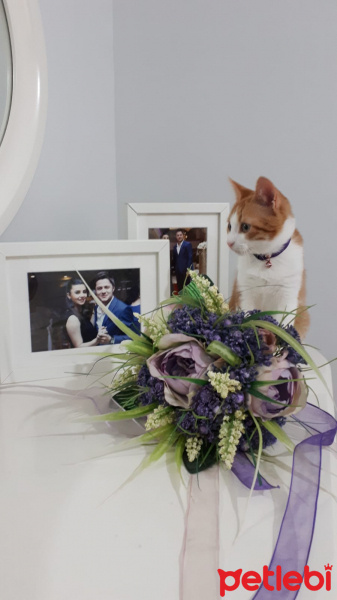 Sarman, Kedi  Tarçın fotoğrafı