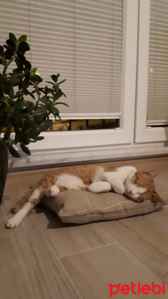 Sarman, Kedi  Tarçın fotoğrafı