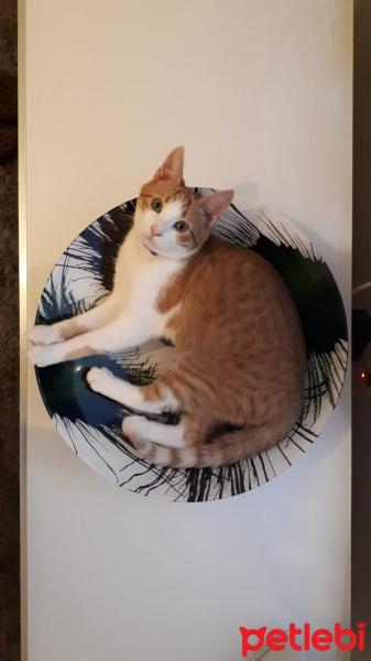 Sarman, Kedi  Tarçın fotoğrafı