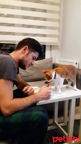 Sarman, Kedi  Tarçın fotoğrafı