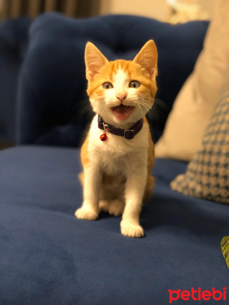Sarman, Kedi  Tarçın fotoğrafı