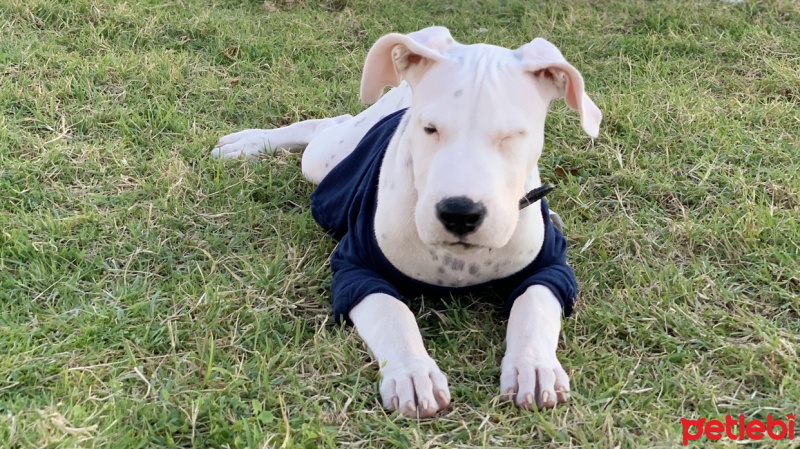 Dogo Arjantin, Köpek  Zeus fotoğrafı