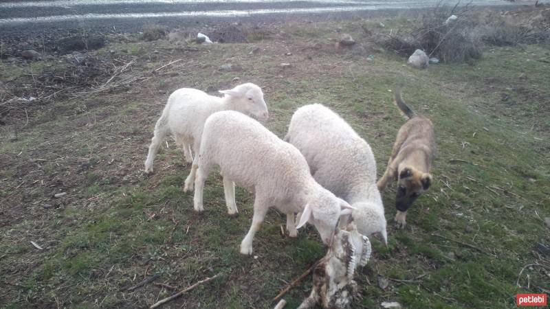 Kangal, Köpek  Arap fotoğrafı