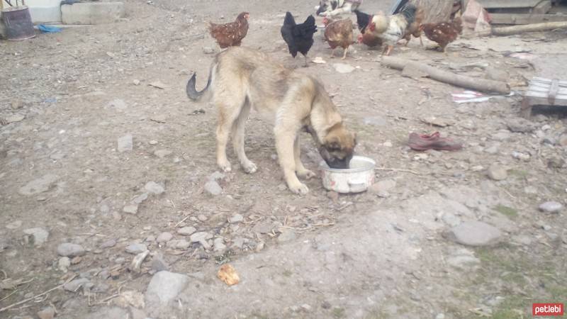 Kangal, Köpek  Arap fotoğrafı