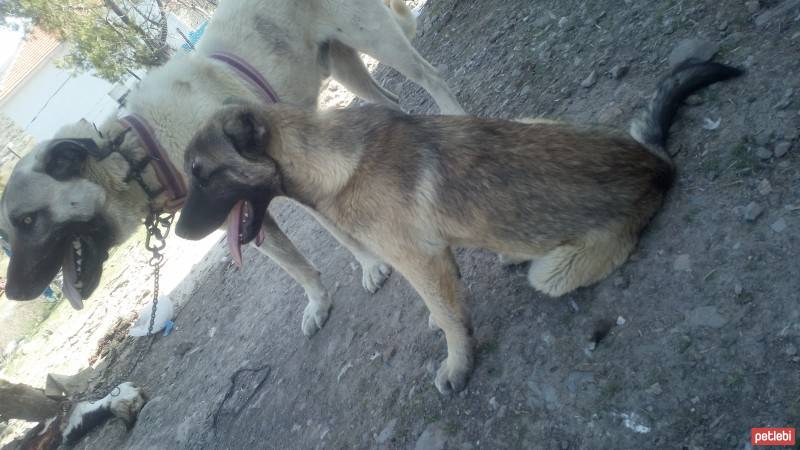 Kangal, Köpek  Arap fotoğrafı