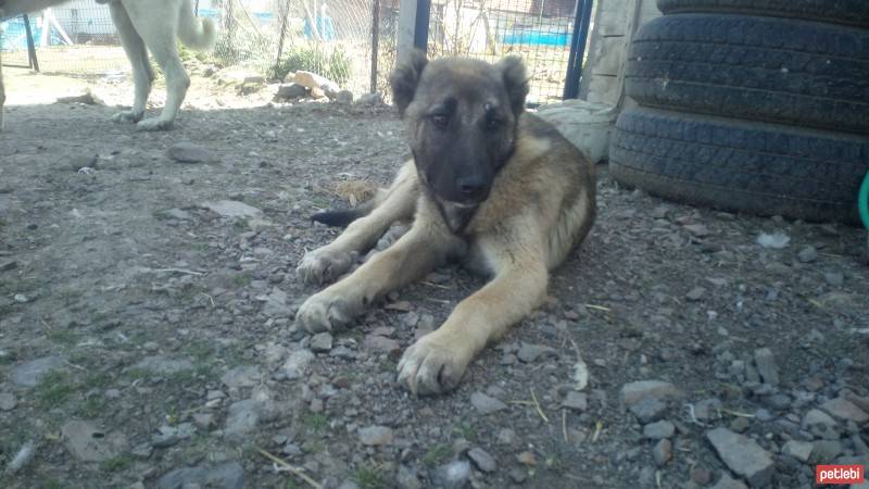Kangal, Köpek  Arap fotoğrafı