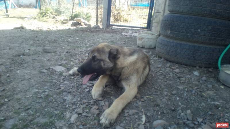 Kangal, Köpek  Arap fotoğrafı