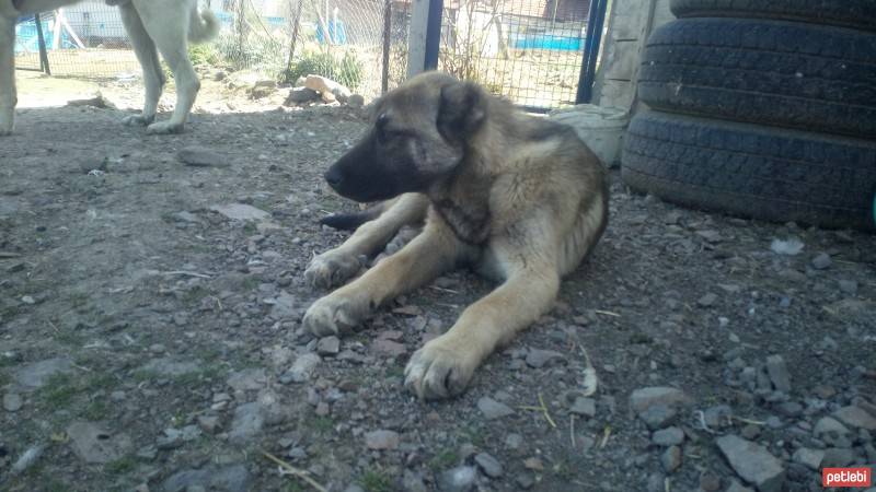Kangal, Köpek  Arap fotoğrafı